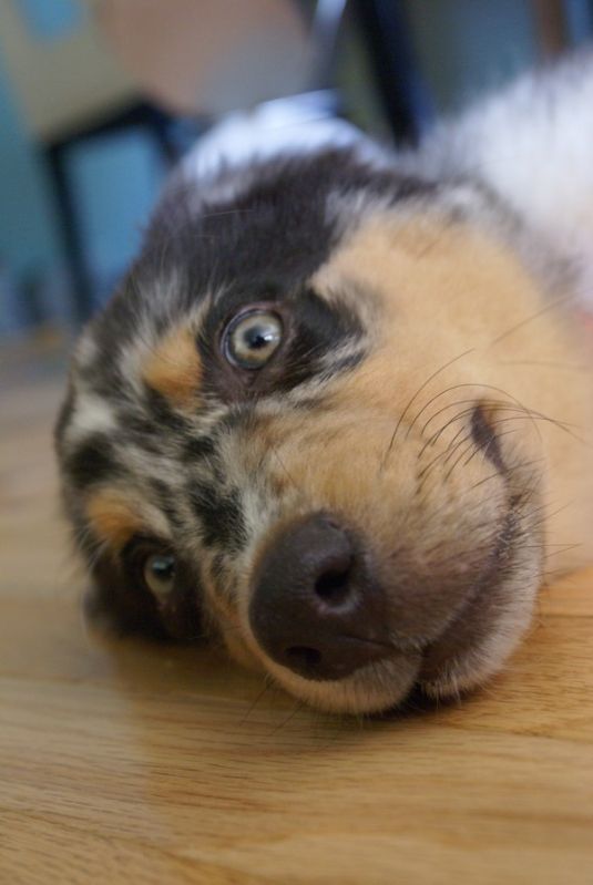 Australian Shepherd Puppies