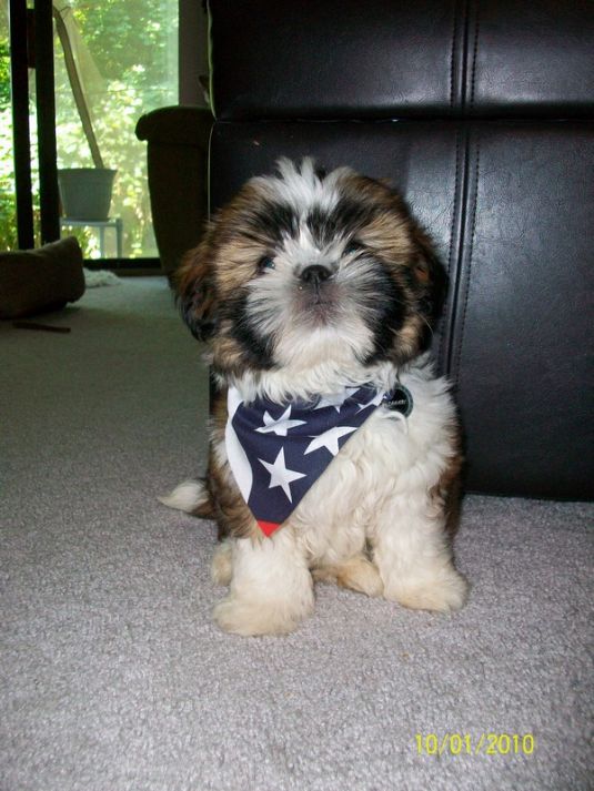 Cute Puppy: Happy 4th of July from Tahari