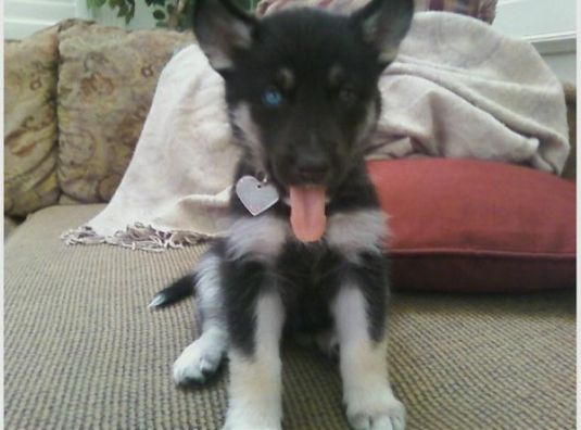 Tarja is Loved So Much German Shepherd Puppies