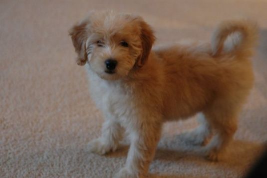 Taxi the Labradoodle