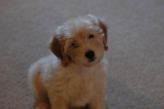 Taxi the Labradoodle