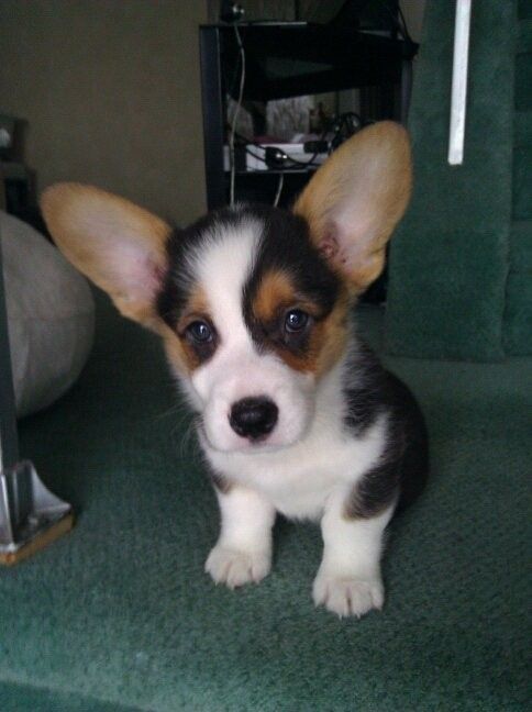 Tocchet the Pembroke Welsh Corgi