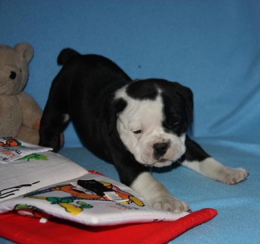 Bulldog Puppies