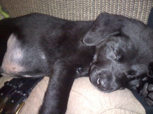 Labrador Retriever Puppies