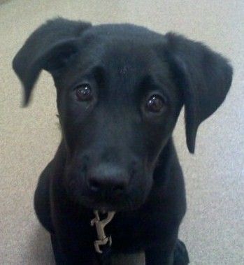 Tyson the Black Labrador Labrador Retriever Puppies