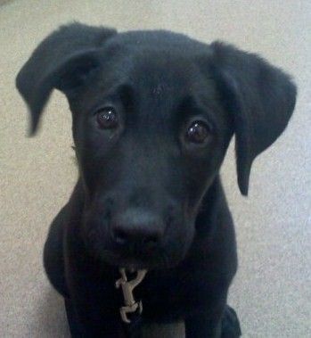 Labrador Retriever Puppies