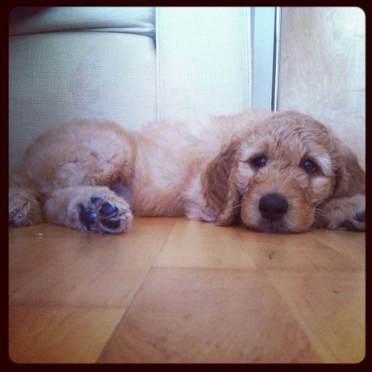 Golden Retriever Puppies