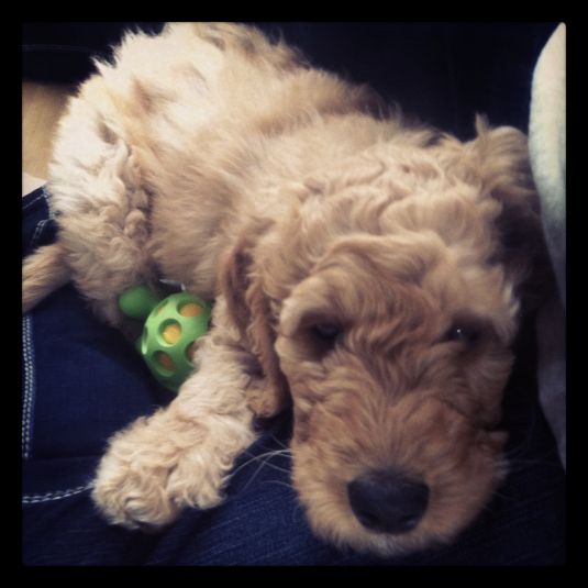 Golden Retriever Puppies