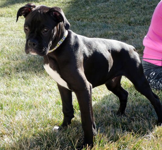 Boxer Puppies