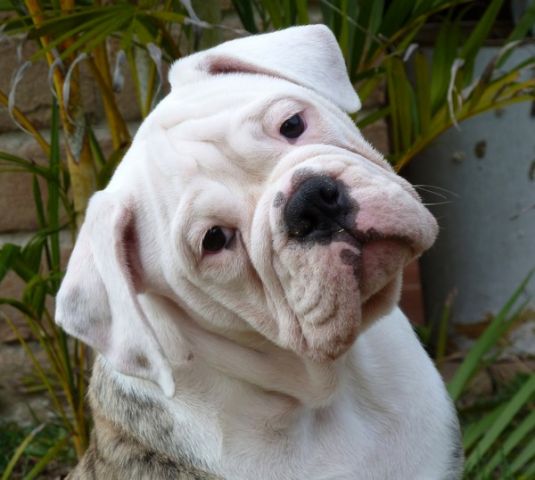 Bulldog Puppies