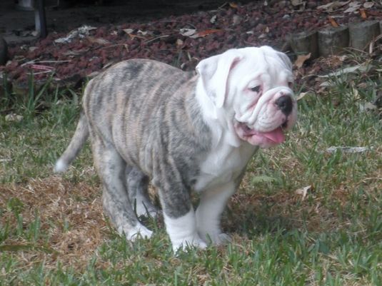 Bulldog Puppies