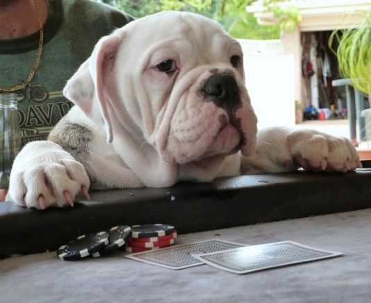 Bulldog Puppies