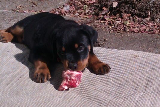 Rottweiler Puppies