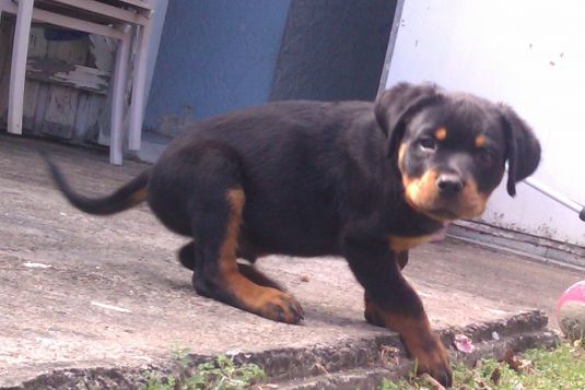 Rottweiler Puppies