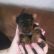 Cute Puppy: Bambi the Tiny Yorkie