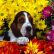 Bo the Basset Hound