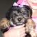 Cute Puppy: Cute Chloe