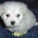 Cody the Maltese Puppy