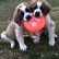 Saint Bernard Puppies