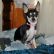 Emah the Chihuahua
