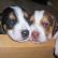 Cute Puppy: Griffin and Bentley