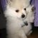 Cute Puppy: Jacky Chan