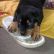 Rottweiler Puppies