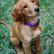 Golden Retriever Puppies