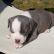 Cute Puppy: Ollie the Staffordshire Terrier