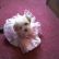 Maltipoo Princess