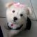 Solenn the Maltese