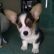 Tocchet the Pembroke Welsh Corgi