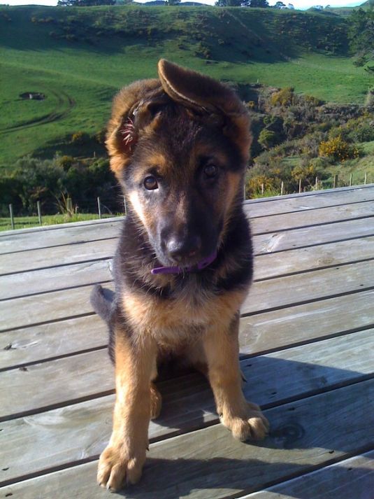 Bella the German Shepherd - Cute Puppy Pictures Daily