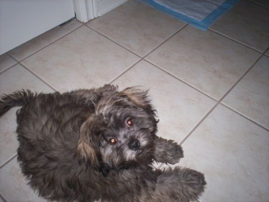 Griffin the Toy Shih Poo