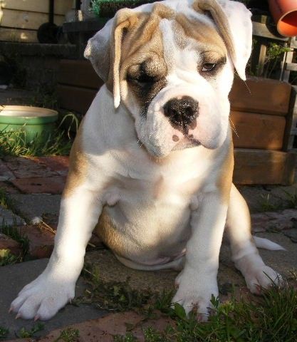 Hollywood the Australian Bulldog