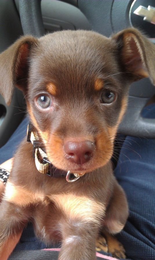 Liam the Miniature Pinscher - Cute Puppy Pictures Daily