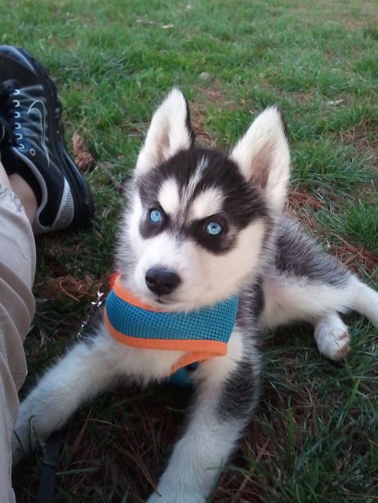 Luna the Husky - Cute Puppy Pictures Daily