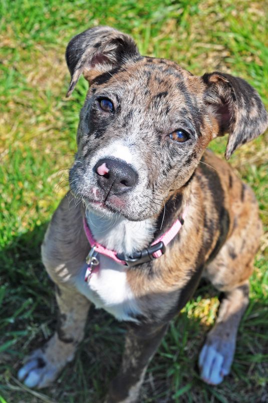 Boxer Puppies