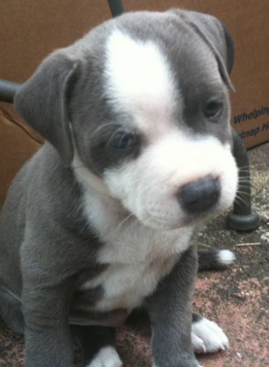 Cute Puppy: Ollie the Staffordshire Terrier