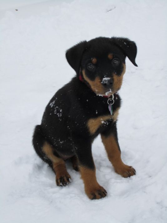 Rottweiler Puppies