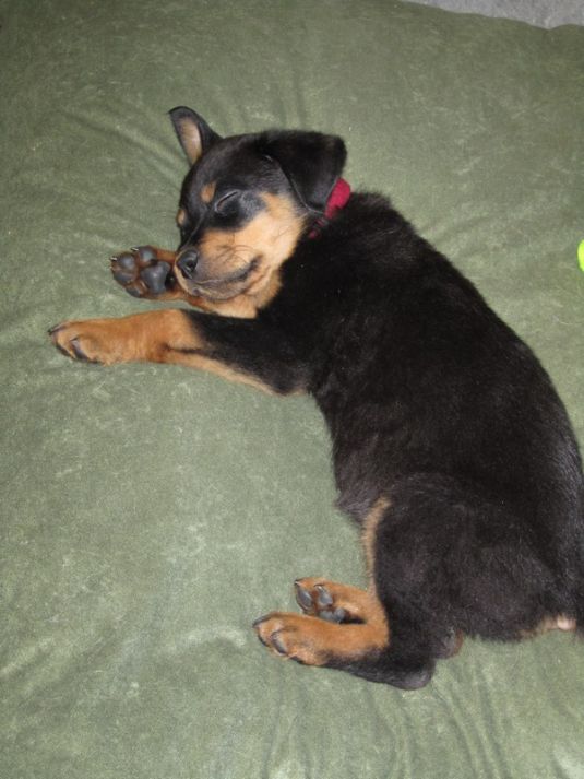 Rottweiler Puppies