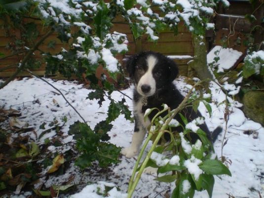 Skye The Boarder Collie