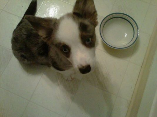 Stanley the Cardigan Welsh Corgi