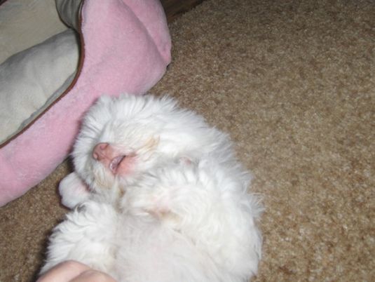 Cute Puppy: Sweet little Mon Chouchou