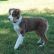 Australian Shepherd Puppies