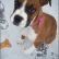 Cute Puppy: Jazz the Rabbit Loving Boxer