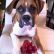 Boxer Puppies