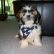 Cute Puppy: Happy 4th of July from Tahari